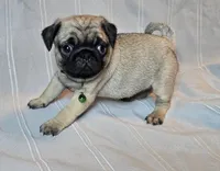 Francine, a female Pug for sale in Hawley, PA – Photo 2 of 6
