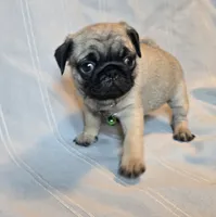 Francine, a female Pug for sale in Hawley, PA – Photo 3 of 6