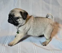 Francine, a female Pug for sale in Hawley, PA – Photo 5 of 6
