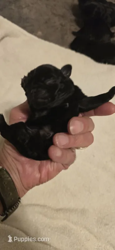 Minnie – Pug puppy for sale in Hawley, PA