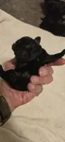 Minnie, a female Pug for sale in Hawley, PA – 1 of 1