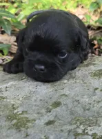 Brad, a male Pug for sale in Hawley, PA – 3 of 4