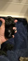 Brandy, a female Pug for sale in Hawley, PA – 1 of 1