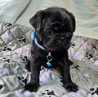 Brandy, a female Pug for sale in Hawley, PA – 5 of 7