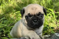 Moe, a male Pug for sale in Hawley, PA – 7 of 9
