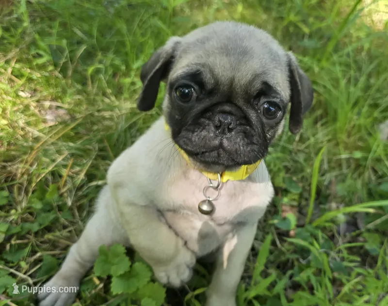Chad – Pug puppy for sale in Hawley, PA