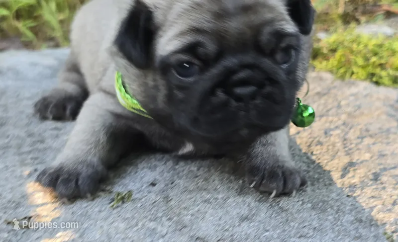 Luke – Pug puppy for sale in Hawley, PA