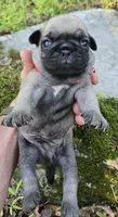 Bo, a male Pug for sale in Hawley, PA – 3 of 5