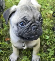 Derek, a male Pug for sale in Hawley, PA – Photo 2 of 8