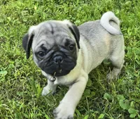 Derek, a male Pug for sale in Hawley, PA – Photo 5 of 8