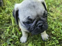 Derek, a male Pug for sale in Hawley, PA – Photo 8 of 8