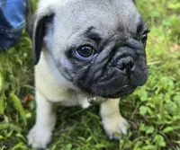 Derek, a male Pug for sale in Hawley, PA – Photo 7 of 8