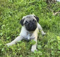 Derek, a male Pug for sale in Hawley, PA – Photo 1 of 8