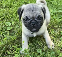 Derek, a male Pug for sale in Hawley, PA – Photo 4 of 8