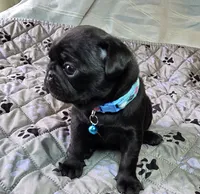 Brandy, a female Pug for sale in Hawley, PA – 2 of 7