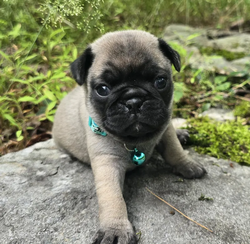 Christy – Pug puppy for sale in Hawley, PA