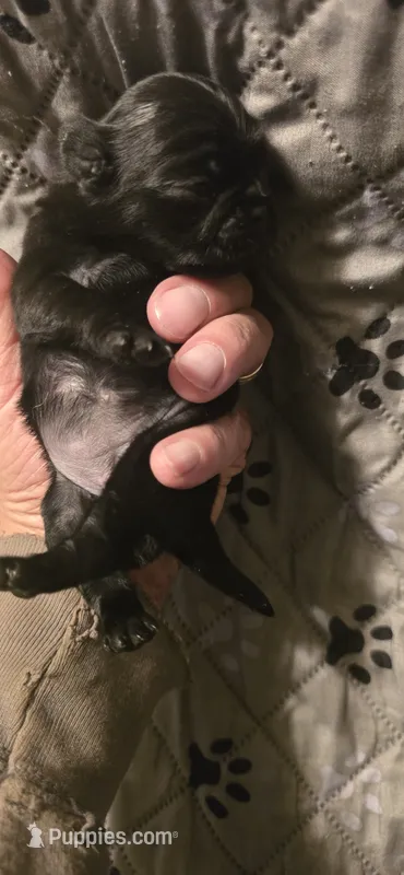 Minnie – Pug puppy for sale in Hawley, PA