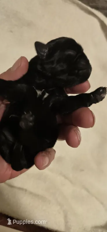 Martha – Pug puppy for sale in Hawley, PA