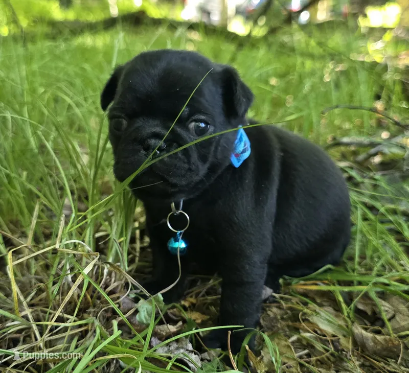 Brandy – Pug puppy for sale in Hawley, PA