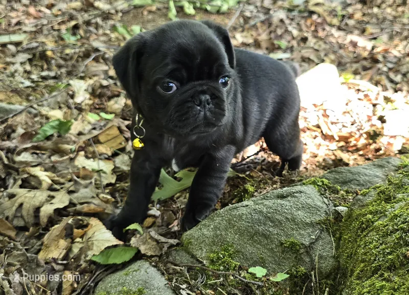 Brittney – Pug puppy for sale in Hawley, PA