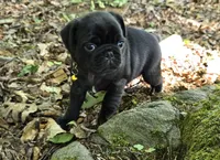 Brittney, a female Pug for sale in Hawley, PA – 1 of 9