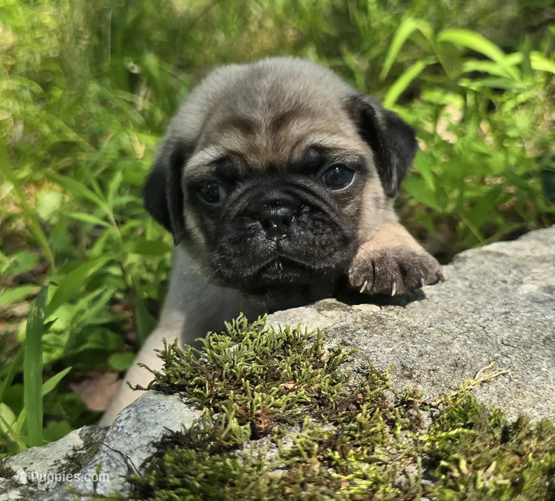 Manny – Pug puppy for sale in Hawley, PA