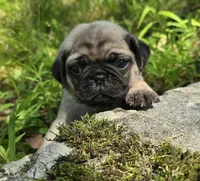 Manny, a male Pug for sale in Hawley, PA – 1 of 9