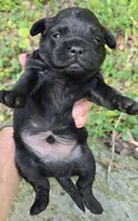 Brad, a male Pug for sale in Hawley, PA – 2 of 4