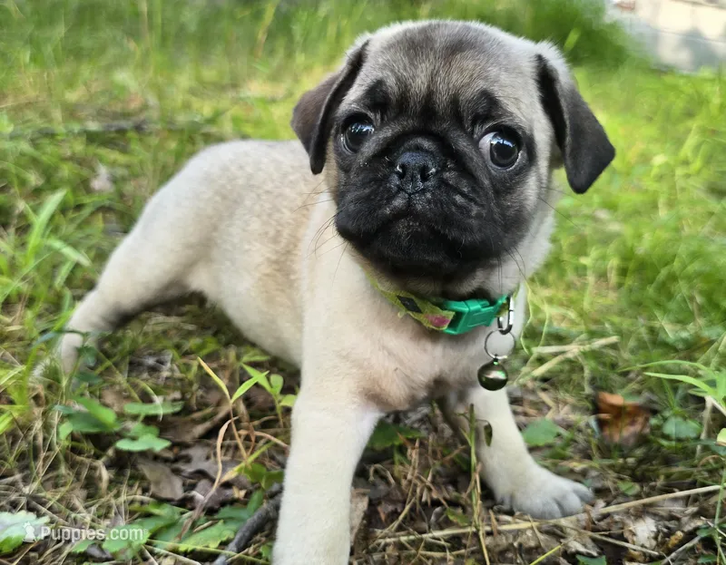 Luke – Pug puppy for sale in Hawley, PA