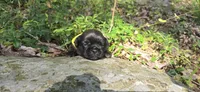 Byron, a male Pug for sale in Hawley, PA – 3 of 3