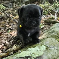Brittney, a female Pug for sale in Hawley, PA – 6 of 9