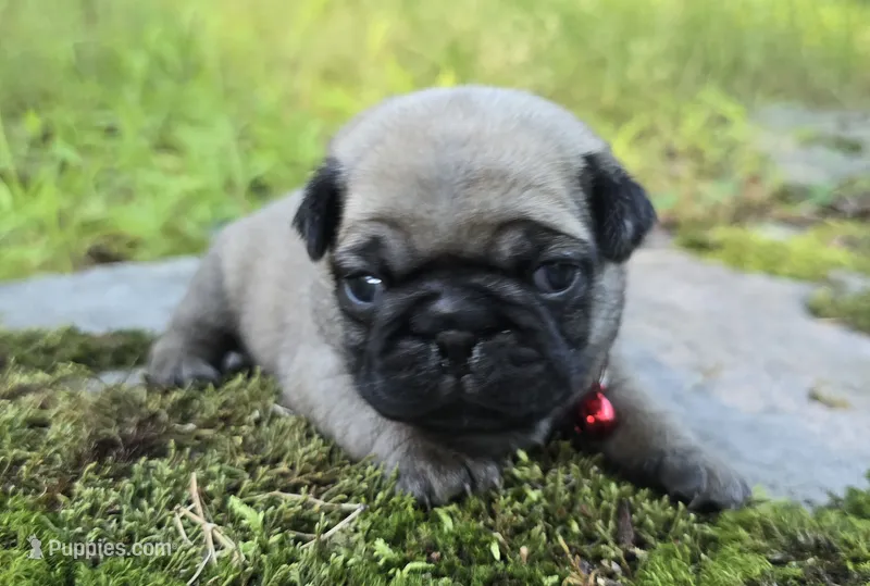 Bo – Pug puppy for sale in Hawley, PA