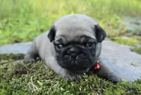 Bo, a male Pug for sale in Hawley, PA – 1 of 5