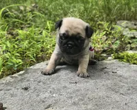 Connie, a female Pug for sale in Hawley, PA – 9 of 9