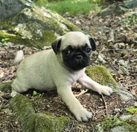 Chad, a male Pug for sale in Hawley, PA – 8 of 8