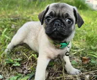 Luke, a male Pug for sale in Hawley, PA – 3 of 4