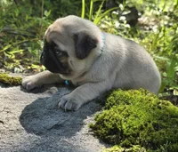 Jack, a male Pug for sale in Hawley, PA – 7 of 9
