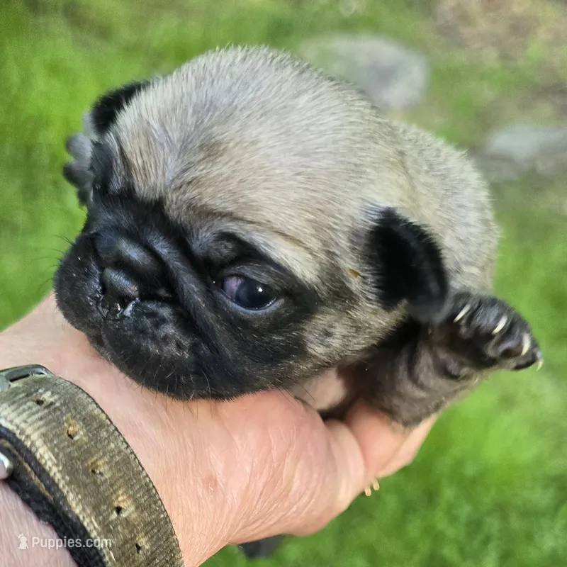 Chad – Pug puppy for sale in Hawley, PA