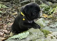 Brittney, a female Pug for sale in Hawley, PA – 7 of 9