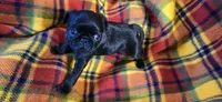 Beck, a male Pug for sale in Hawley, PA – Photo 1 of 4