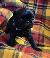 Beck, a male Pug for sale in Hawley, PA – Photo 2 of 4