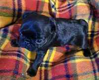 Beck, a male Pug for sale in Hawley, PA – Photo 4 of 4