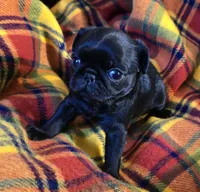 Beck, a male Pug for sale in Hawley, PA – Photo 3 of 4