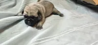 Manny, a male Pug for sale in Hawley, PA – 1 of 2