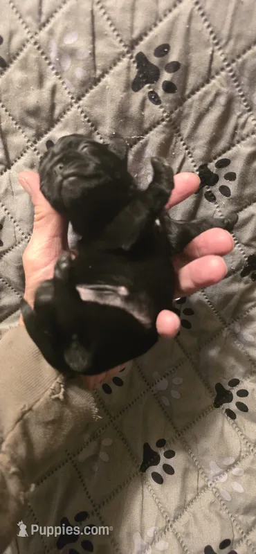 Martha – Pug puppy for sale in Hawley, PA