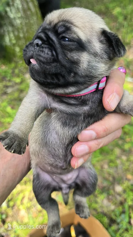 Connie – Pug puppy for sale in Hawley, PA