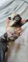 Jack, a male Pug for sale in Hawley, PA – 2 of 2