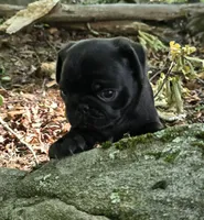 Brittney, a female Pug for sale in Hawley, PA – 9 of 9