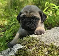 Manny, a male Pug for sale in Hawley, PA – 3 of 9