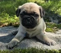Jack, a male Pug for sale in Hawley, PA – 4 of 9